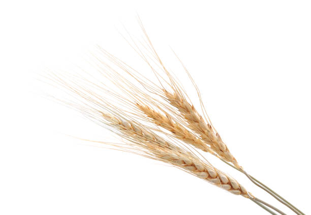 istock A bunch of grains. 1207099846