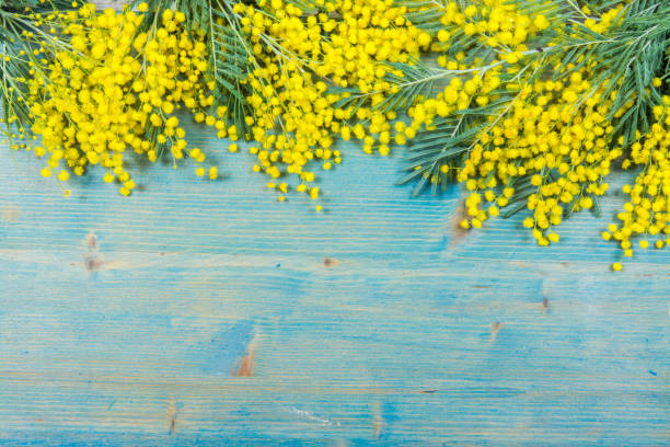 Mimosa flowers on blue wooden background. 8 march, women day symbol and spring. Mimosa flowers on blue wooden background. 8 march, women day symbol and spring. march month photos stock pictures, royalty-free photos & images