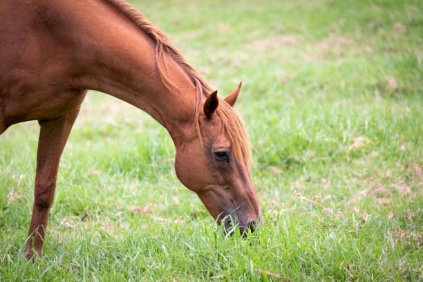 A domesticated horse in a large green field