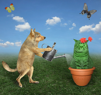 The beige dog gardener is watering the flowering cat cactus in a flower clay pot in the meadow. Butterflies are flying nearby.