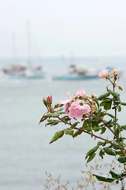 Photo of Camden harbor