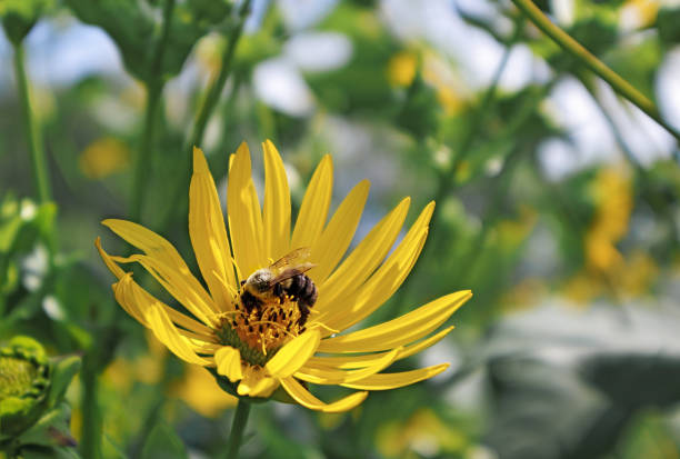 Yellow flower with pollinating bee in Arnold Arboretum of Harvard University Yellow flower with a pollinating bee in Arnold Arboretum of Harvard University, Boston, Massachusetts arboretum stock pictures, royalty-free photos & images