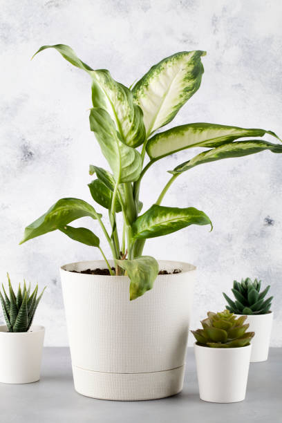 istock Dieffenbachia or dumbcane with cactus on blue background in flower pot 1207102782