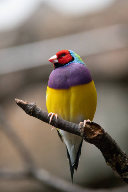 o passarinho gouldiano (erythrura gouldiae) - gouldian finch - fotografias e filmes do acervo