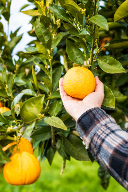 istock Farmer makes the orange harvest in winter. Agriculture. 1207102929