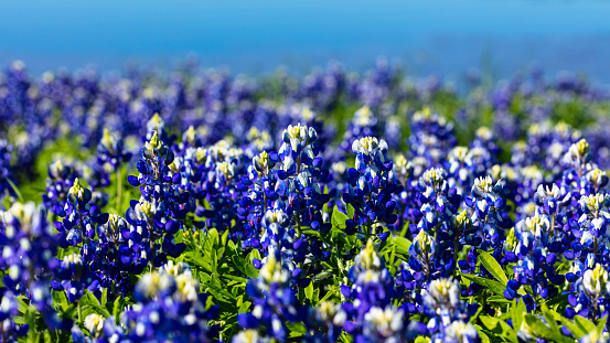 Close up view of beautiful bluebonnets along a lake in the Texas Hill Country.