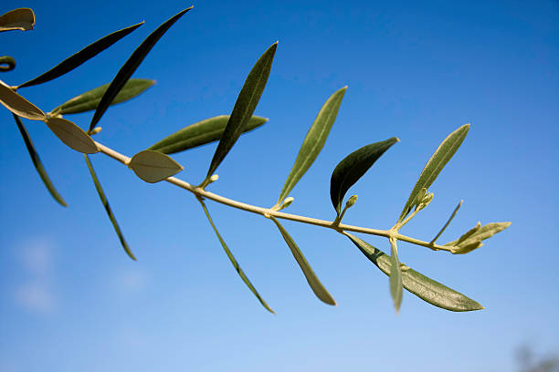 Olive Branch Against Blue Sky stock photo