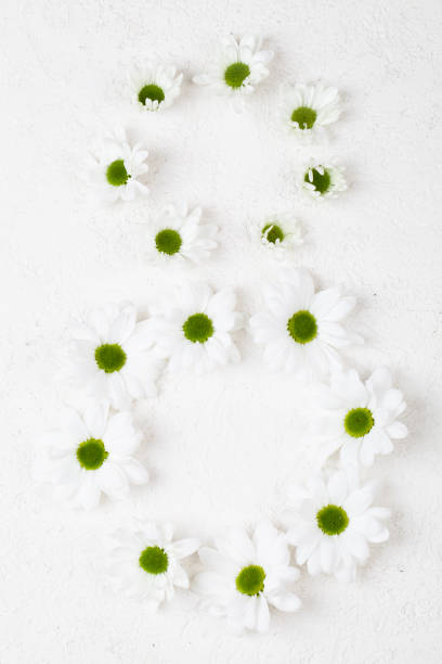 istock white chrysanthemums stacked in number 8 on white background. 1207104235