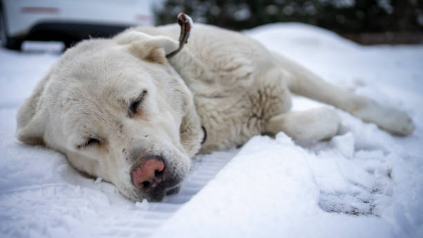 Dog sleeping On Snow In Winter Season