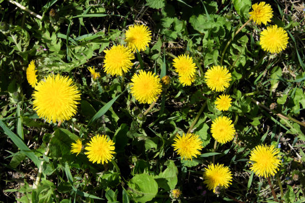 istock Some beautiful wild-growing dandelion flowers. Spring flowers. 1207104646