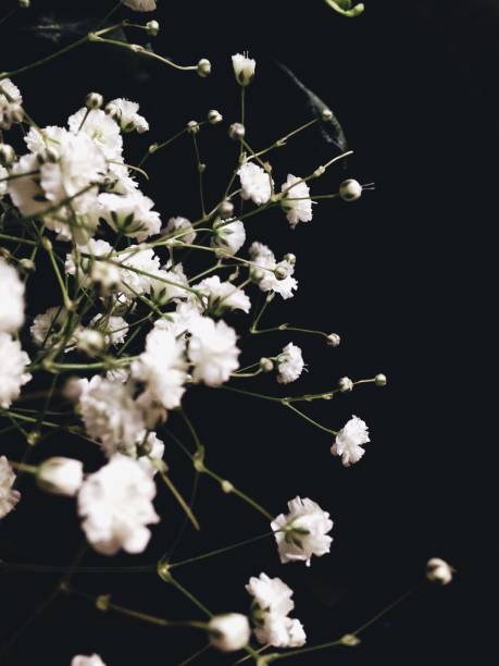 istock White Flowers Against Black Background 1207104666