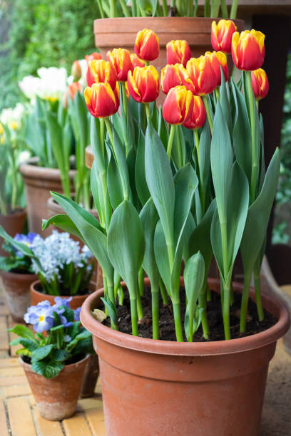 istock Multicolored spring tulips potted on the garden lawn 1207107972