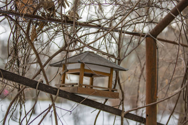istock Feeder for birds in the park 1207107995