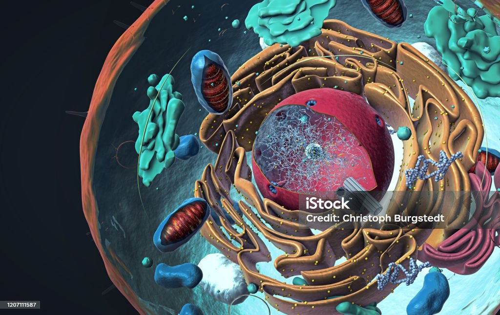 Components Of Eukaryotic Cell Nucleus And Organelles And Plasma Membrane 3d  Illustration Stock Photo - Download Image Now - iStock