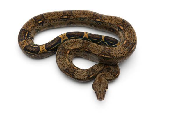 30+ Red Tail Python Stock Photos, Pictures & Royalty-Free Images - iStock