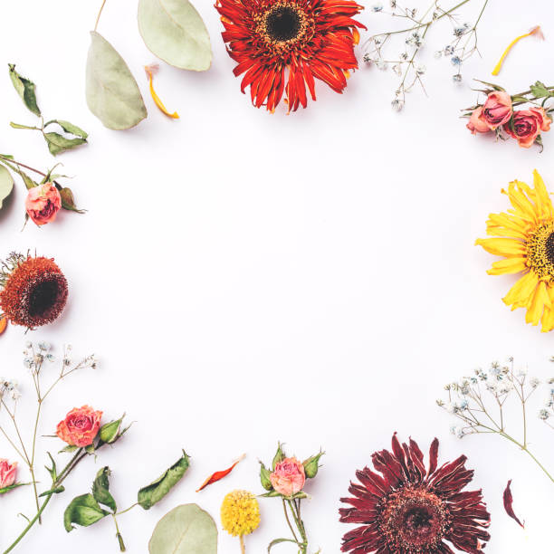 istock Frame of dry flowers on white background. 1207113611