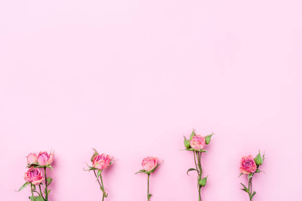 istock Dried rose flowers on pink background. 1207113682