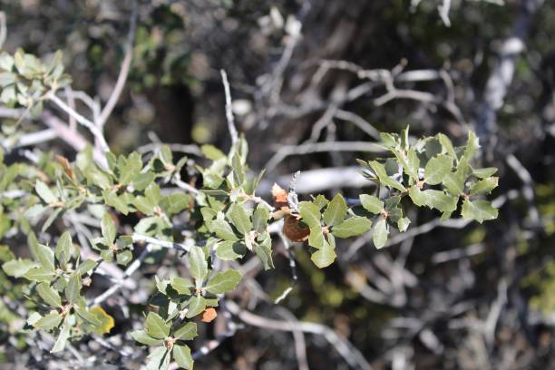 istock QUERCUS CORNELIUS-MULLERI - JOSHUA TREE NP - 012920 A 1207114070