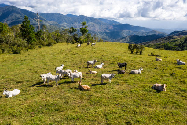 istock Cattle farm in Costa Rica 1207116520