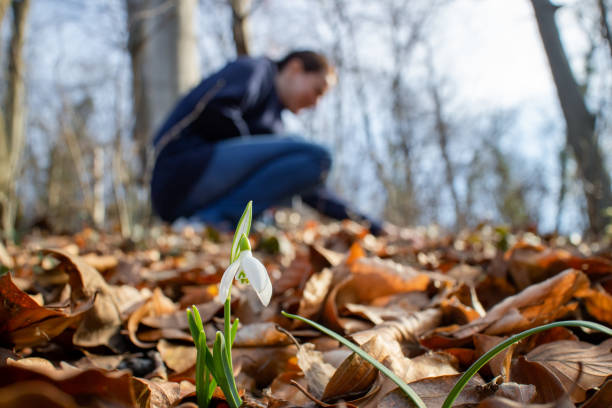 Woman picking fresh white snowdrop flowers (Galanthus nivalis) in the forest ground full of fallen leaves on beautiful sunny day. Snowdrops are known as the first messengers of spring. Front view. Close up. Selective focus.