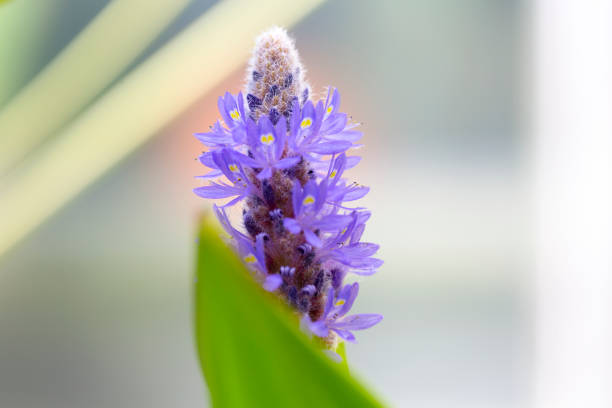 Beautiful purple flowers, nature background with copy space, full frame horizontal composition