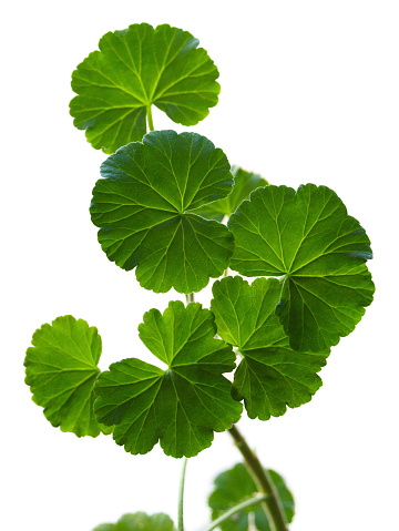 Branch of a geranium on white background