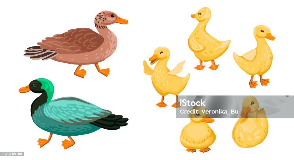Ilustración de Familia De Patos Establecer Pequeños Patitos Con Los Padres Drake Y Pato Ilustración De Dibujos Animados Vectoriales y más Vectores Libres de Derechos de Patito - iStock Ilustración de Familia De Patos Establecer Pequeños Patitos Con Los Padres Drake Y Pato Ilustración De Dibujos Animados Vectoriales y más Vectores Libres de Derechos de Patito - iStock