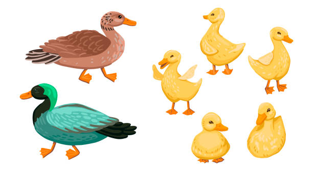 Duck family. Set small ducklings with parents, drake and duck. Vector cartoon illustration Green drake, mother duck and children duckling. Walk with offspring on the farm. Village birds. Pets. Family of ducks and ducklings. Cartoon flat style illustration. drake male duck illustrations stock illustrations