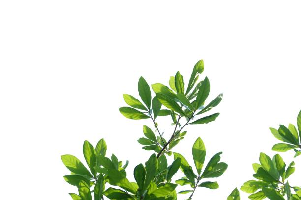 istock Tropical tree leaves on white isolated background 1207119881