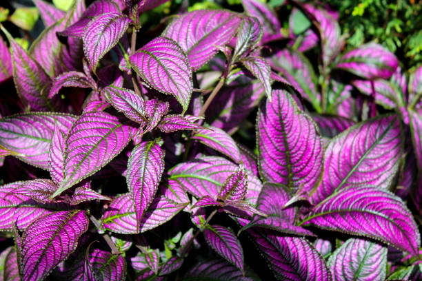 istock Persian Shield plant in the sun 1207120562