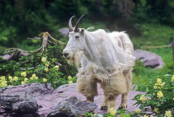 mountain goat - british columbia glacier national park british columbia wildlife canada stock-fotos und bilder