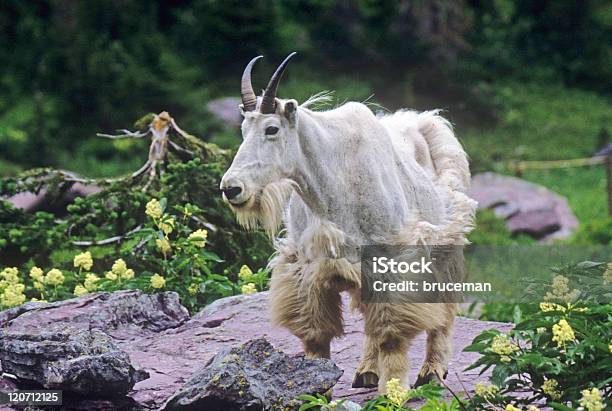 Cabra Da Montanha - Fotografias de stock e mais imagens de Cabra da montanha - Cabra da montanha, Colúmbia Britânica, Animal macho