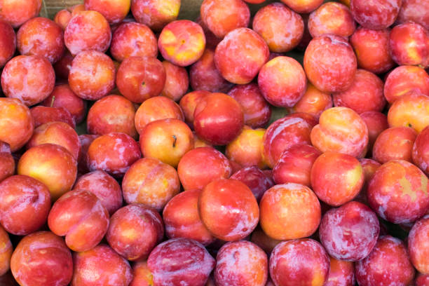 istock Plum background. Red fresh ripe plums placed on table in market. 1207122021