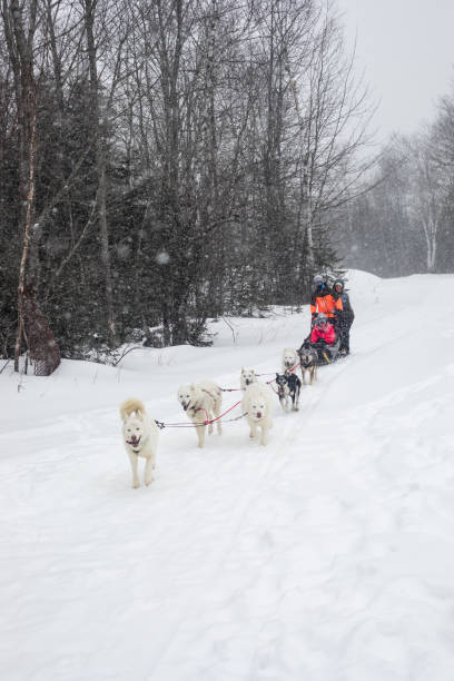 Kate Ray of Dogsled Maine, mushing with clients in her sled at Sugarloaf, Maine. Photographed on February 18, 2020 during a snow storm.