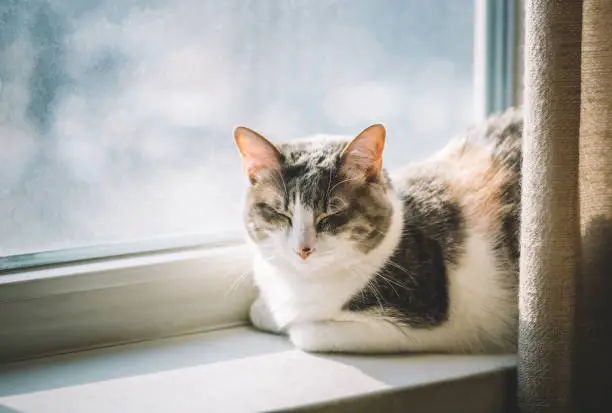 Photo of A cute domesticated cat asleep on a window sill