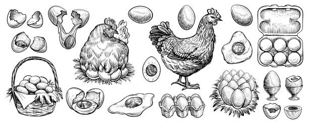 Chicken eggs and farm hen hand drawn vector. Engraved elements: nest, full basket, broken, boiled, fresh and other eggs. Chicken eggs hand drawn vector. Collection of farm design elements. Illustrations of siting hen on the nest, full basket, broken, boiled, fresh and other eggs for packaging or bird butchery shop logo. egg stock illustrations