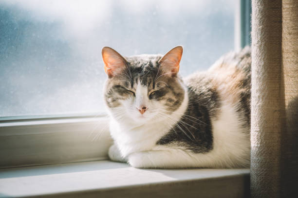 istock A cute domesticated cat asleep on a window sill 1207123132