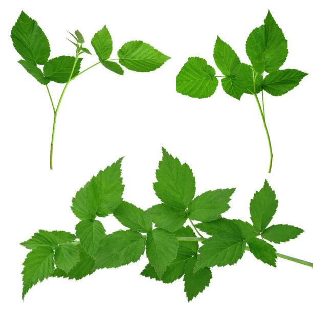 istock Set of raspberry leaves. Botanical design elements. Medicinal plant. Herbal medicine. Isolated without shadow. 1207123590