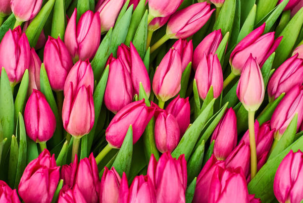 istock floral background - purple tulips 1207123608