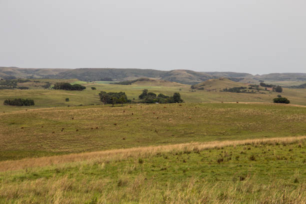 Landscape with native pasture in south of Brazil