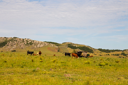 Angus cattle on native pasture at pampa, south of Brazil