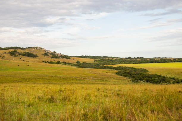 istock Pasture in pampa, Brazil 1207123784