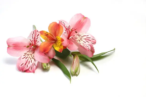 Pictured flower head of alstroemeria in a white background.