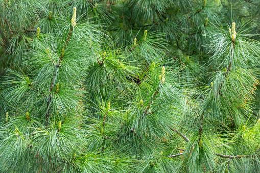 Cedar branches with long fluffy needles with a beautiful blurry background. Pinus sibirica, or Siberian pine. Pine branch with fresh shoots and long and thin needles.