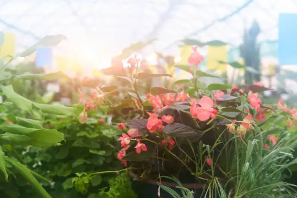 blurred interior of a greenhouse with begonia in the foreground with haze characterizing a warm and humid artificial climate