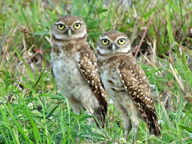 istock Burrowing Owls (Athene cunicularia) - standing in the Florida grass 1207127925