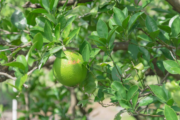 istock Unripe orange fruit with wind scarring on tree branches at organic farm in Houston 1207128331