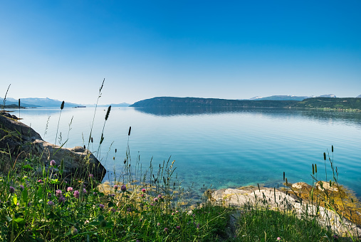 Landscape with flowers of Norway in summer