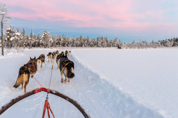 trineo sin perros con huskies en hermoso amanecer en la laponia sueca - landscape fir tree nature sunrise fotografías e imágenes de stock