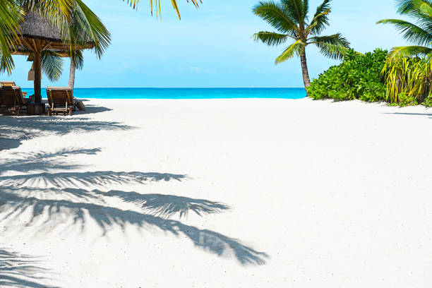 istock Panoramic view of a beautiful sunny day and palm sadow on sandy beach. 1207130346